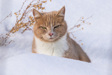 Blondie the Cat Does Not Like Winter