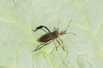 Leptoglossus Bug In Sunlight On Pumpkin Leaf	