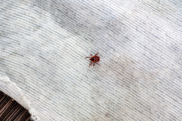 A true ixodid mite blood sucking parasite carrying the acarid disease sits on a On a white field on a hot summer day, hunting in anticipation of the victim