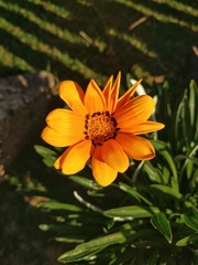 yellow flower in the garden