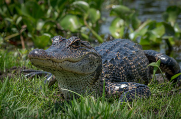 Alligator Laying out in the Sun