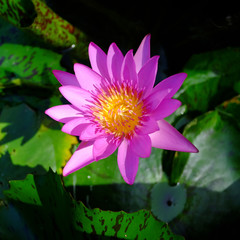 Top view of pink blooming lotus flowers and green lotus leaf on the lotus pond