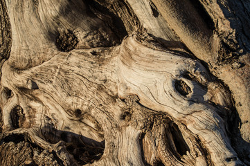 Textura de un árbol viejo y seco