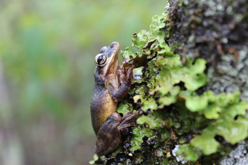 frog in the grass
