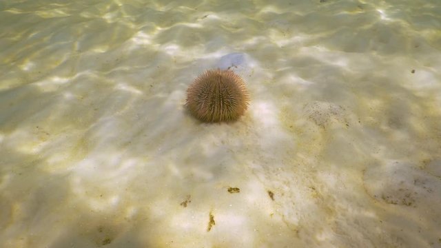 Red wild natural sea urchin under water hanging onto sand bottom 