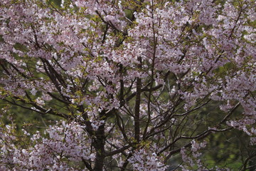 Obraz premium Close-up image of the beautiful soft pink Blossom flowers of 'Prunus Kanzan' a Japanese flowering cherry tree.