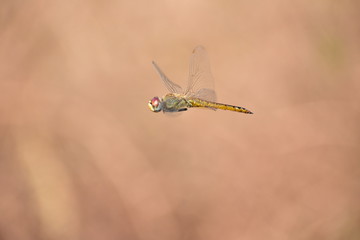 orange Dragonfly Flying india