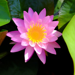 Top view of pink blooming lotus flowers and green lotus leaf on the lotus pond