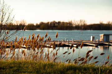 reeds on the lake