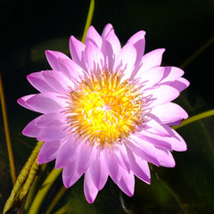 Top view of purple blooming lotus flowers and green lotus leaf on the lotus pond