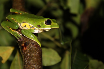 Choro animal (Phyllomedusa burmaisteri)