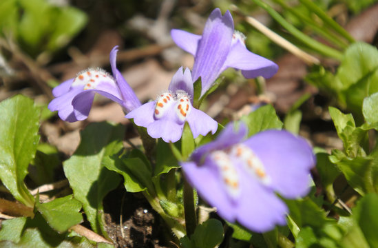 Flowers of creeping mazus, timy purple flowers
