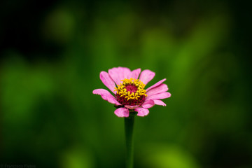 Hermosa Flor <3
