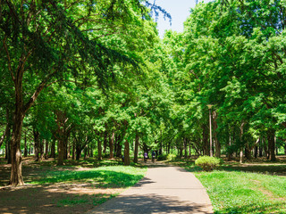 新緑の公園