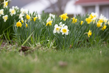 yellow daffodils in the grass