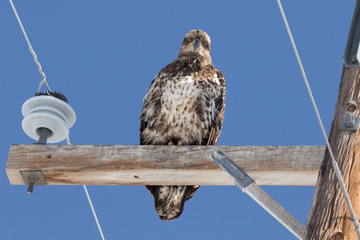 Judgmental Juvenile Bald Eagle