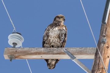 Juvenile Bald Eagle