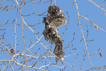 Hornet Nest