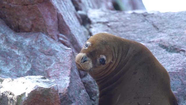 Cute fur seal looking straight into the camera, big eyes, Paracas Coast, slowmo