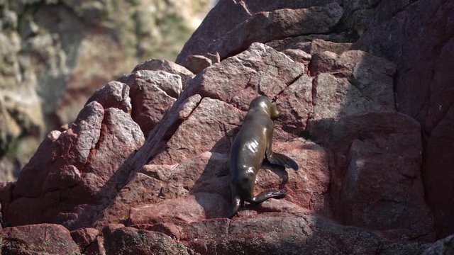 Baby fur seal trying to climb up steep rocky shoreline in Peru, slow motion