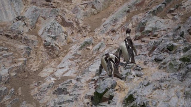 Three penguins looking out into distance on coastal rocks of Peru, slow motion