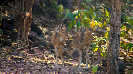 Spoted deer ( Axis axis ) eating grass