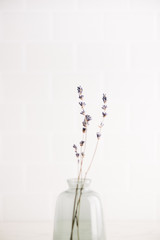 Minimalist lavender sprigs in glass vase on white background