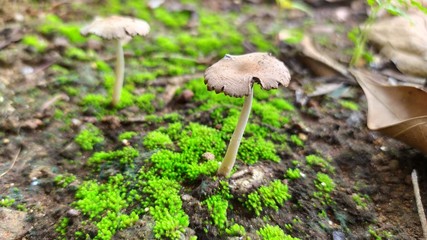 mushroom in the grass