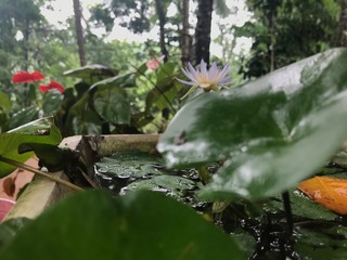 green leaves in the garden