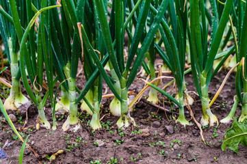 onion field 