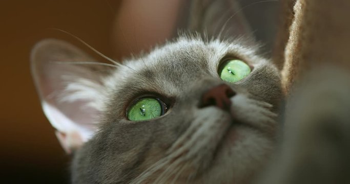 Сose-up shot of a cute grey cat face with bright green eyes. The cat is looking up with interest. The image is going blurred and the focus of the camera moves to the furry cat's paw.