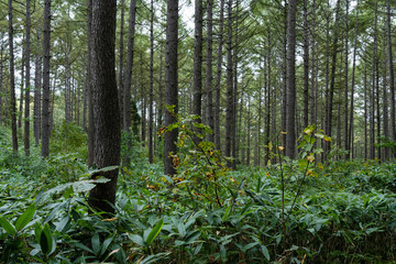 日があたらない暗い杉林