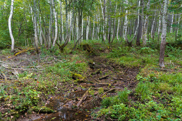色づき始めた秋の森
