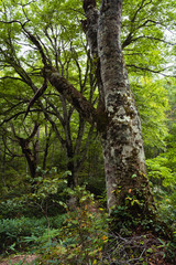 色づき始めた秋の森