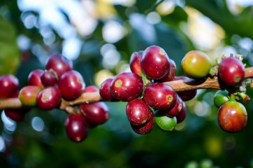 Geisha coffee berries on the branch, showcasing the natural beauty in BOquete, Panama