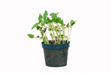 Fototapeta premium green plant in a pot