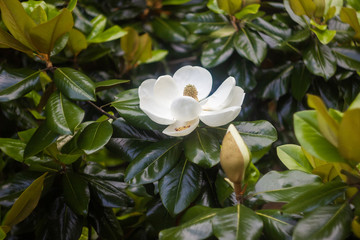 A large, creamy white southern magnolia flower is surrounded by glossy green leaves of a tree. White petal close up © Mila