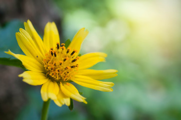 yellow flower in the garden