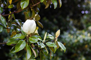 Beautiful bud of white large magnolia among green leaves close-up.  Southern white flowers in...