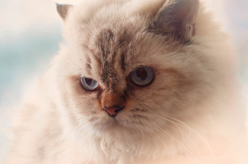 Fototapeta premium portrait of a cat