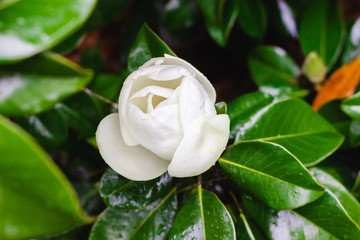 Beautiful bud of white large magnolia among green leaves close-up.  Southern white flowers in droplets of water after rain © Mila