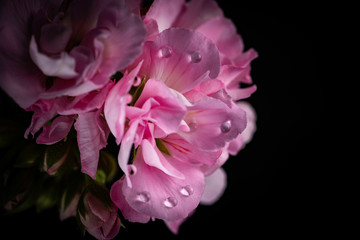 pink flower with water droplets