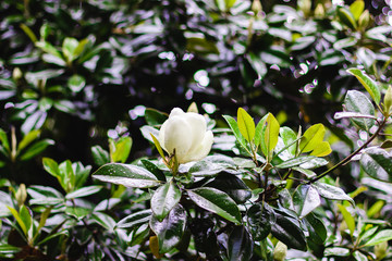 Beautiful bud of white large magnolia among green leaves close-up.  Southern white flowers in droplets of water after rain