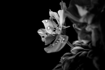 black and white flower with water droplets