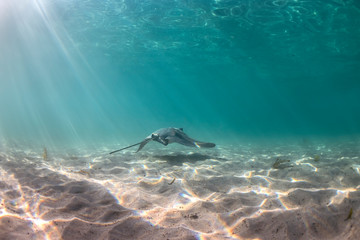Eagle ray swimming in the crystal clear water, Australia