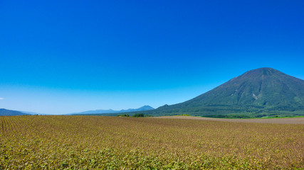 Fototapeta premium 羊蹄山, 風景, 自然, 青空, 山, 青, 頂点, 緑, 草