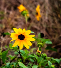 yellow daisy on the beach, flower, nature, summer, green, bloom, beautiful, field, closeup