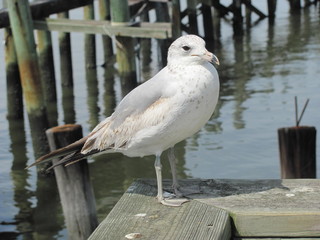 Shore bird