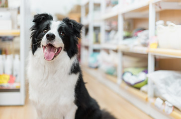 border collie puppy in pet store