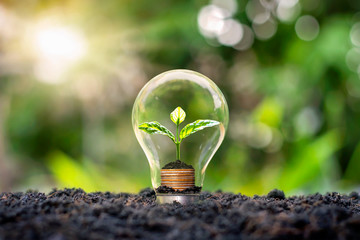 Tree grows in light bulbs, energy-saving and environmental concepts on Earth Day.